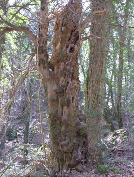 Galleria Foreste di Puglia: riconosciuto il Bosco vetusto “Falascone” e approvate le nuove linee guida per i vivai forestali - Diapositiva 8 di 10