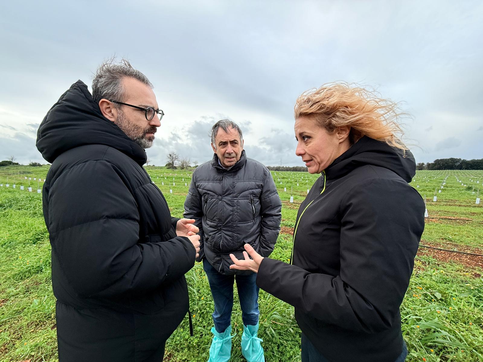 Galleria Xylella e rigenerazione olivicola, assessore Paolicelli in visita all’azienda agricola di San Vito dei Normanni (Br): “E’ uno degli esempi virtuosi da valorizzare e diffondere” - Diapositiva 4 di 4
