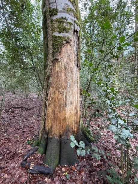 Galleria Foreste di Puglia: riconosciuto il Bosco vetusto “Falascone” e approvate le nuove linee guida per i vivai forestali - Diapositiva 1 di 10