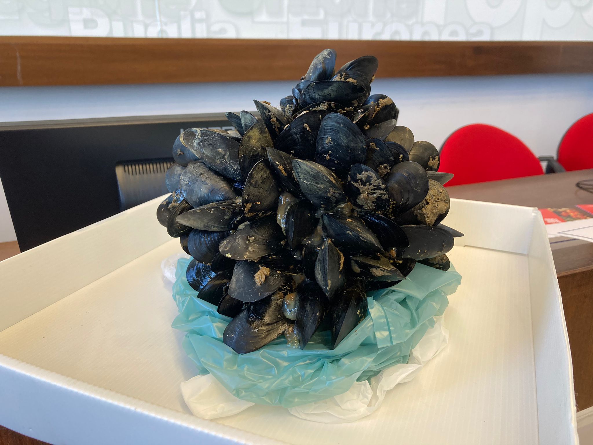 Galleria Presentato il “Presidio Slow Food della cozza nera tarantina”, marchio di qualità e sostenibilità - Diapositiva 1 di 4