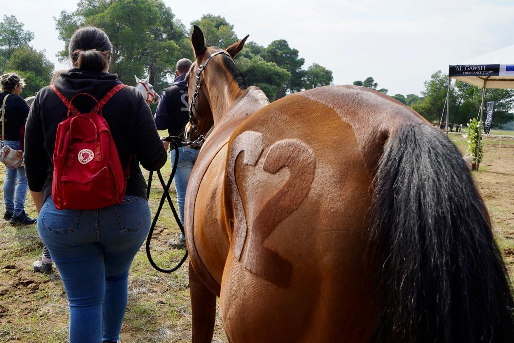 Galleria Turismo destagionalizzato, a cavallo nei boschi di Castellaneta Marina, domani e domenica la gara di Endurance AL GAWSIT ENDURANCE CUP® 2022 - Diapositiva 17 di 22