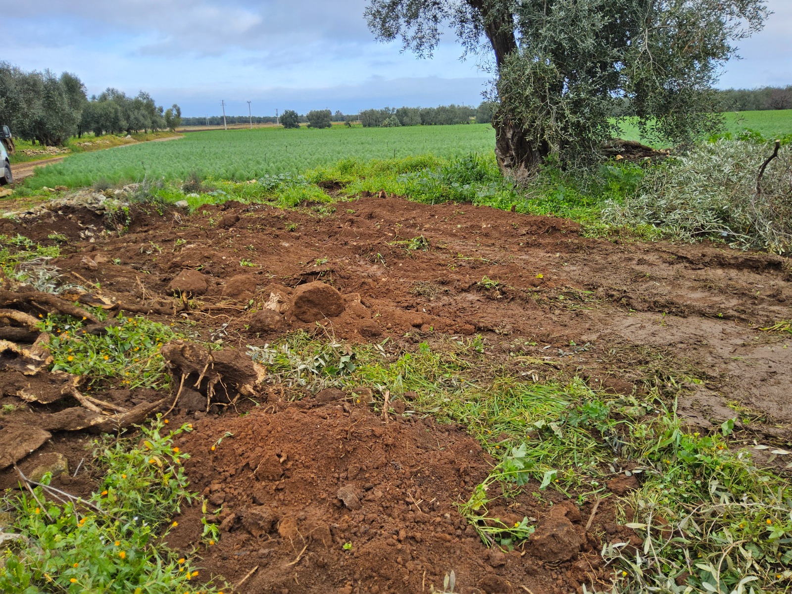 Galleria Xylella fastidiosa: completato l’espianto dell’ulivo infetto in agro di Bitonto - Diapositiva 4 di 6