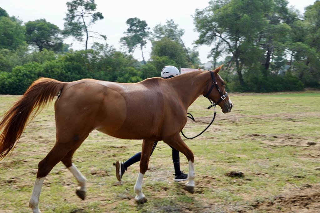 Galleria Turismo destagionalizzato, a cavallo nei boschi di Castellaneta Marina, domani e domenica la gara di Endurance AL GAWSIT ENDURANCE CUP® 2022 - Diapositiva 18 di 22