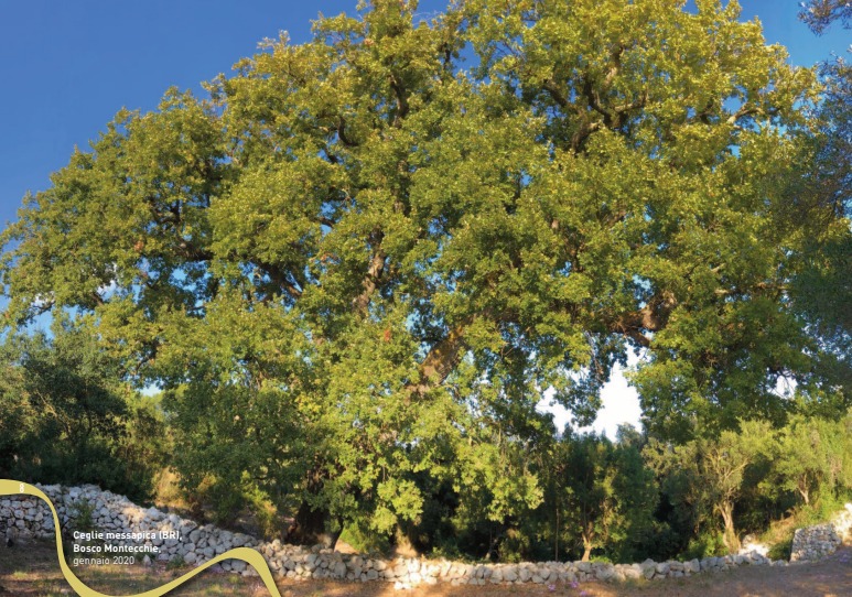 Galleria Presentato il secondo volume dell'Atlante degli alberi monumentali di Puglia - Diapositiva 4 di 13