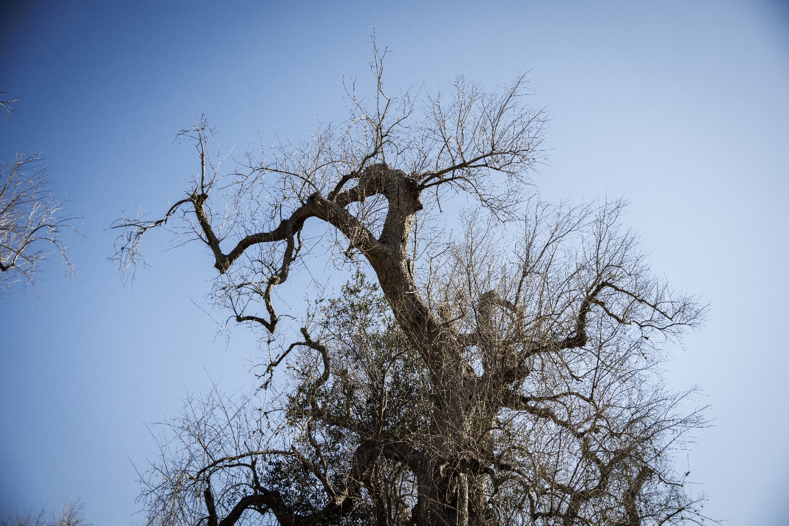 Galleria Memorie, legami e comunità nel Bioumanesimo di Puglia - Diapositiva 11 di 15