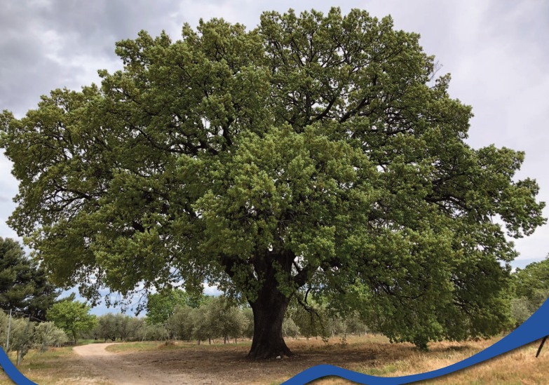 Galleria Presentato il secondo volume dell'Atlante degli alberi monumentali di Puglia - Diapositiva 2 di 13