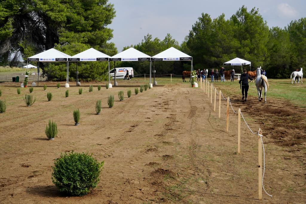 Galleria Turismo destagionalizzato, a cavallo nei boschi di Castellaneta Marina, domani e domenica la gara di Endurance AL GAWSIT ENDURANCE CUP® 2022 - Diapositiva 12 di 22