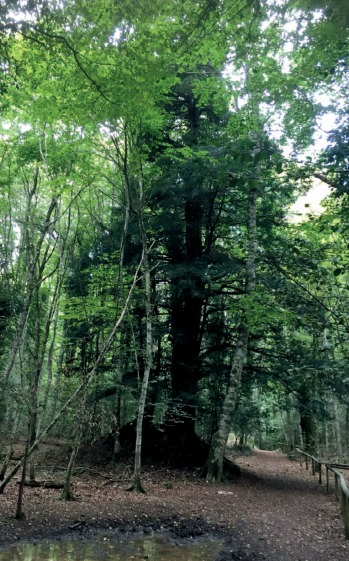 Galleria Presentato il secondo volume dell'Atlante degli alberi monumentali di Puglia - Diapositiva 3 di 13