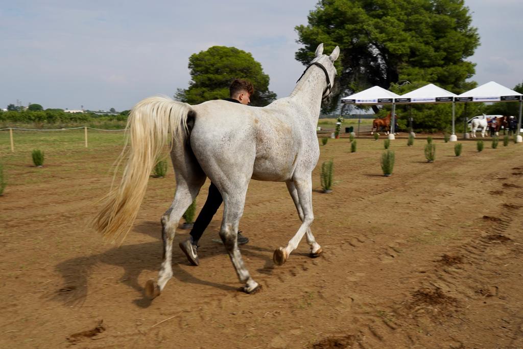 Galleria Turismo destagionalizzato, a cavallo nei boschi di Castellaneta Marina, domani e domenica la gara di Endurance AL GAWSIT ENDURANCE CUP® 2022 - Diapositiva 21 di 22