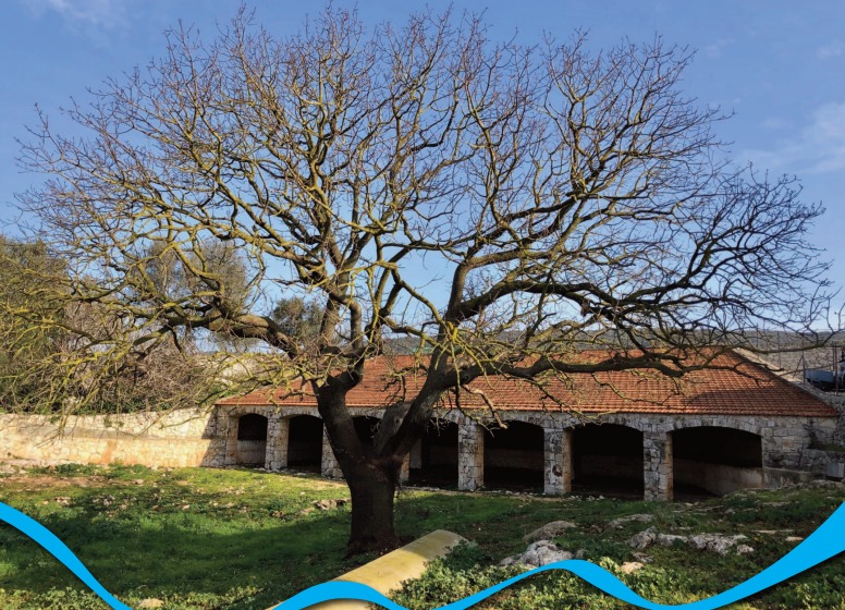 Galleria Presentato il secondo volume dell'Atlante degli alberi monumentali di Puglia - Diapositiva 5 di 13