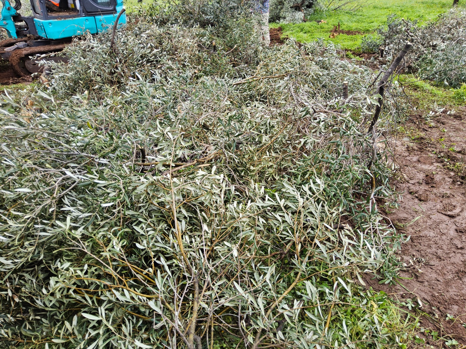 Galleria Xylella fastidiosa: completato l’espianto dell’ulivo infetto in agro di Bitonto - Diapositiva 1 di 6