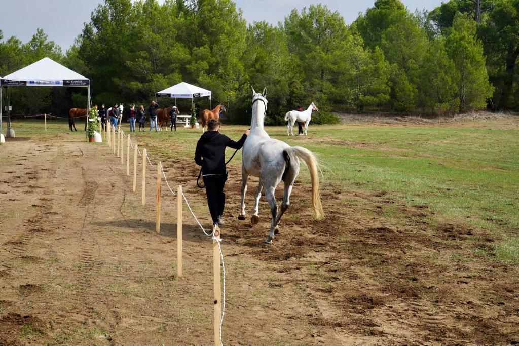 Galleria Turismo destagionalizzato, a cavallo nei boschi di Castellaneta Marina, domani e domenica la gara di Endurance AL GAWSIT ENDURANCE CUP® 2022 - Diapositiva 14 di 22