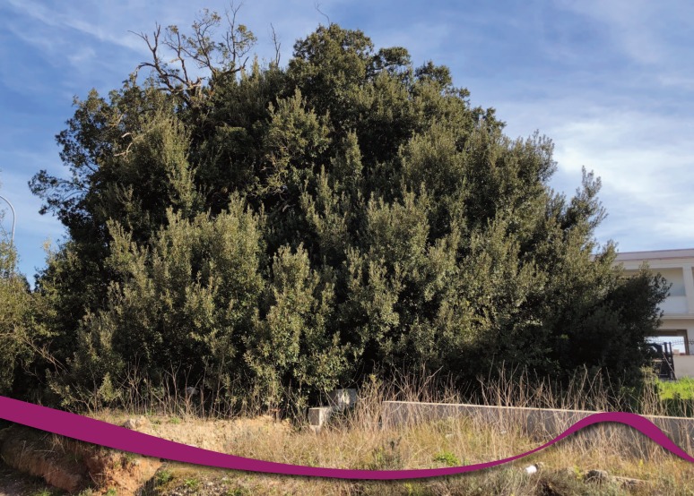 Galleria Presentato il secondo volume dell'Atlante degli alberi monumentali di Puglia - Diapositiva 1 di 13