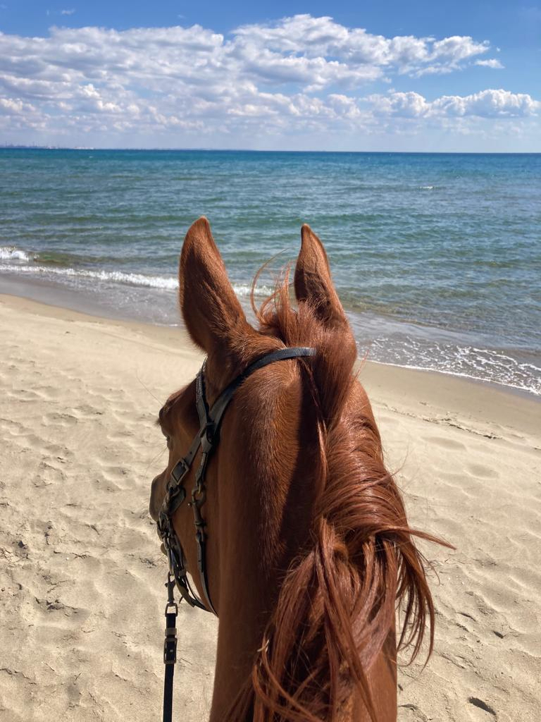 Galleria Turismo destagionalizzato, a cavallo nei boschi di Castellaneta Marina, domani e domenica la gara di Endurance AL GAWSIT ENDURANCE CUP® 2022 - Diapositiva 11 di 22