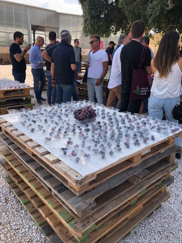 Galleria Puglia regione partner di Macfrut 2024, l’uva da tavola prodotto protagonista della 41esima edizione - Diapositiva 4 di 6